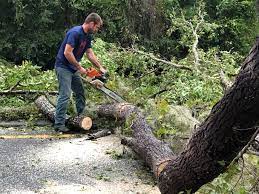 Best Residential Tree Removal  in Lexington, MO