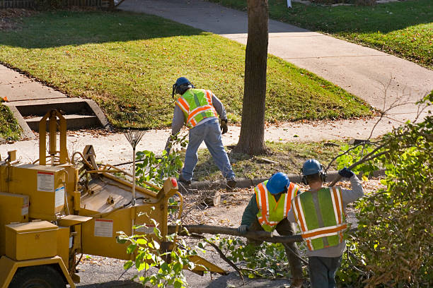 Best Hazardous Tree Removal  in Lexington, MO