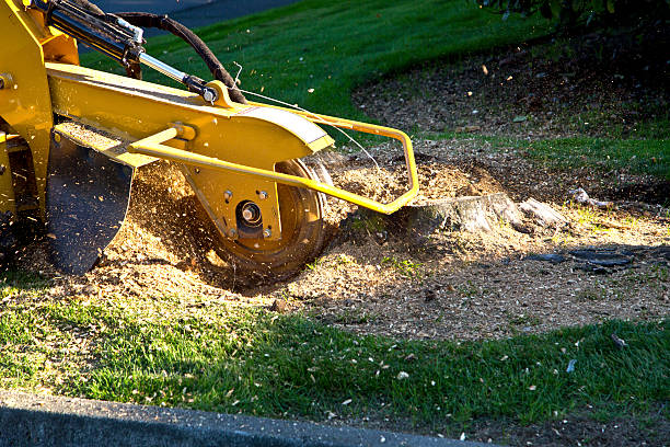 Tree and Shrub Care in Lexington, MO